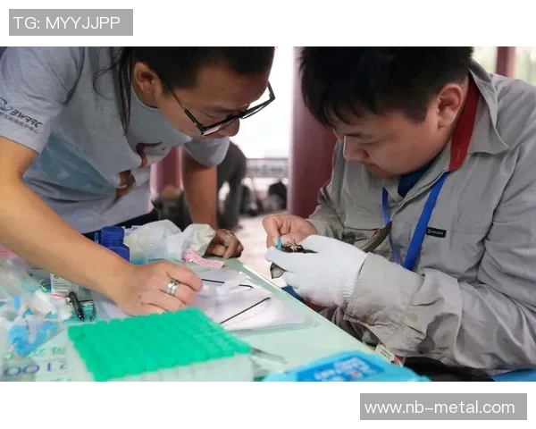 北京羽毛球队逆袭之路揭示团队精神与坚持不懈的力量